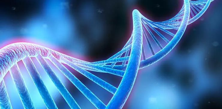 肽链合成 肽链合成