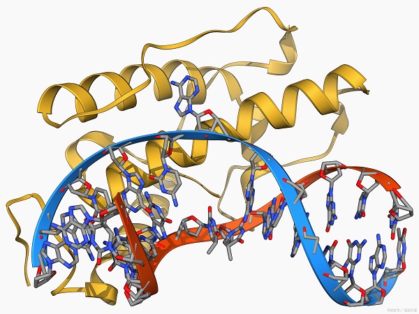 蛋白表达 蛋白表达