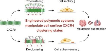 Graphical abstract