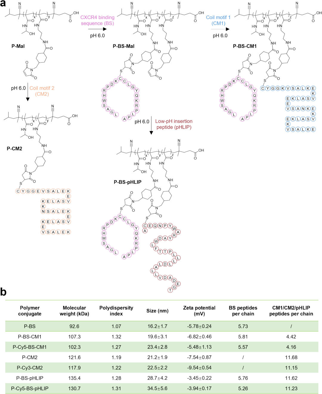 Fig.1 聚合物合成与理化表征