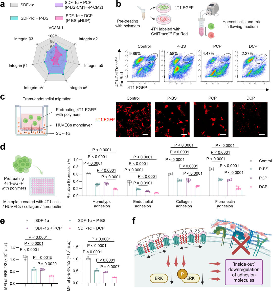 Fig.3 DCP 优先抑制 ERK 通路，下调黏附分子削弱肿瘤细胞黏附
